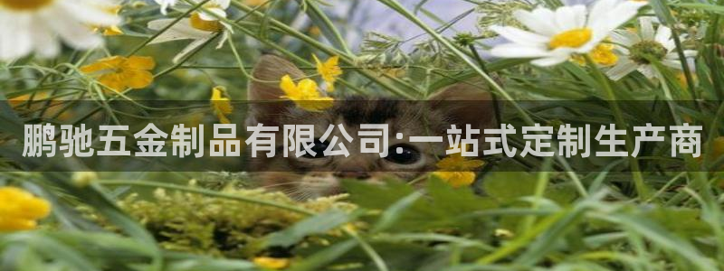 恒行娱乐周74OOO5